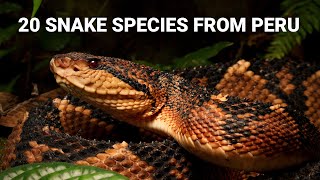 Snakes in Peru 20 species from the Amazon and deserts venomous bushmaster anaconda and more [upl. by Nooj]