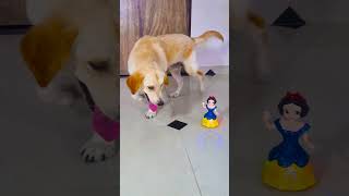 मेरे डॉग को मारने कौन आ गया😭 funnydogs shorts [upl. by Anits]