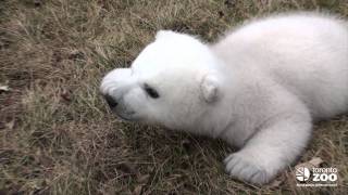 Toronto Zoo polar bear cub 2 months [upl. by Shih]