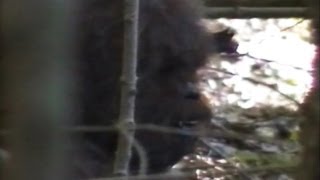 Bigfoot Video Claims 2013 Footage Evidence Claimed By Researchers In New Video [upl. by Aibar901]