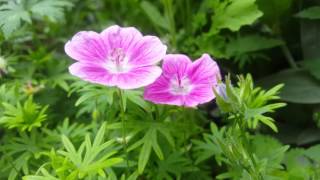 geranium sanguineum elke [upl. by Lecrad]