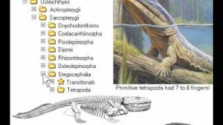 10th Foundational Falsehood of Creationism [upl. by Larrej]