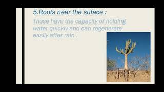 Xerophytic Plants and Animals  Class 12 Biology [upl. by Beard580]