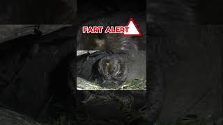 Beaver Farts Caught on HIDDEN Camera INSIDE lodge with KITS [upl. by Borries]