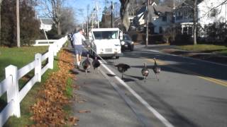 Turkeys Attack Falmouth mailman quotEvery dayquot [upl. by Oivatco]