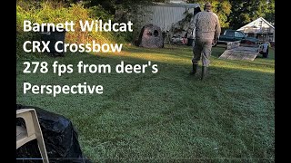 Barnett Wildcat CRX 278 fps from a deers perspective [upl. by Medarda]