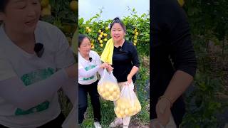 High Yielding Passion Fruit Farming  Beautiful Fruit Farming shorts passionfruit youtubeshorts [upl. by Reseta]