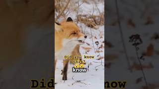 Did You Know This About Foxes wildlife fox [upl. by Yennej]