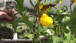 OrchidWeb  Cypripedium parviflorum var pubescens [upl. by Ocsinarf]