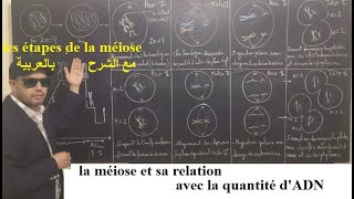 الإنقسام الإختزالي وعلاقته بكمية la méiose et sa relation avec LADN [upl. by Bunch83]