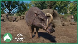 Babirusa Habitat  Elm Hill City Zoo  Planet Zoo [upl. by Eachern]