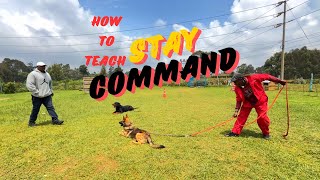 HOW TO TEACH YOUR DOG TO REMAIN ON POSITION [upl. by Felisha]