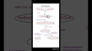 KETOGENESIS The Steps [upl. by Aicilaanna539]