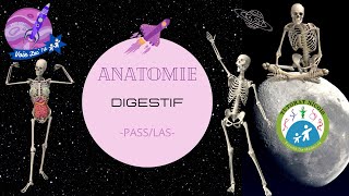 TTR S2PASSLASUET3  Anatomie  Digestif [upl. by Arbuckle]