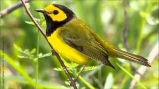 Hooded Warbler Song [upl. by Nalyt388]