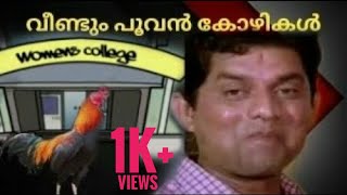 quotപൂവൻ കോഴികൾquotനാട്ടിൽ കോഴിയുടെ എണ്ണം കൂടിpoovan kozhi troll malayalam MAD NOCKS [upl. by Bathulda535]