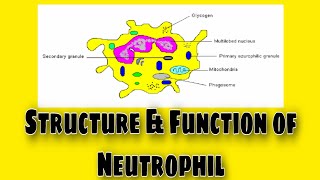 Neutrophils Structure amp FunctionEnglish [upl. by Recor]