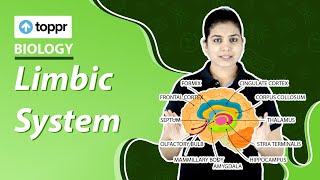 Limbic system  Neural control and coordination  Class 11 Biology [upl. by Nosirb]