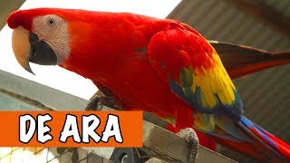 Wat Een Mooie Vogel De Ara  DierenpraatTV [upl. by Yelroc]