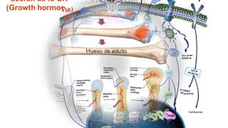 Hormona del crecimiento Growth Hormone GH Oskbioanálisis [upl. by Matuag]