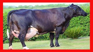 🔴 Cruce GUZERAT X HOLSTEIN ✅ Vacas Lecheras GUZOLANDO [upl. by Swinton]