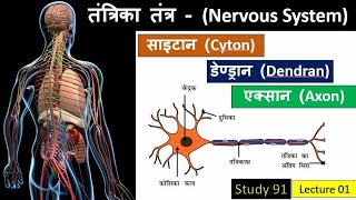 1Nervous System  तंत्रिका तंत्र Science GKBiology ClassesStudy91Nitin Sir [upl. by Atteuqihc]