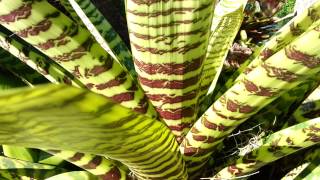 Bromeliad  Vriesea Hieroglyphica  Top 10 Bromeliads HD 06 [upl. by Rramel]