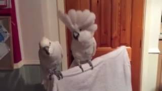 Cockatoo dances to Elvis original [upl. by Bernard]