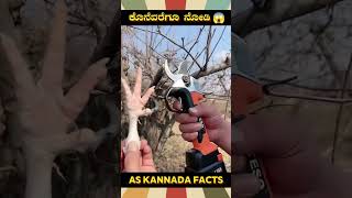 Sharpest Electric Cutter Fact  kannada facts karnataka amazing youtubeshorts trendingshorts [upl. by Yeldah315]