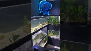 My Basement Fishroom [upl. by Finah]