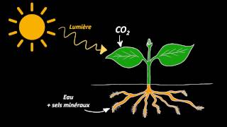 Nutrition et organisation des végétaux chlorophylliens 5e [upl. by Dyl]