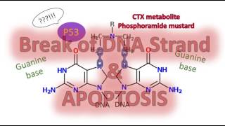 Pharmocology of Alkylating Agents  Cyclophosphomide [upl. by Portland]