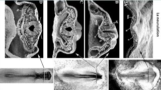 La troisième semaine du développement embryonnaire deuxième partie La neurulation [upl. by Sneve673]