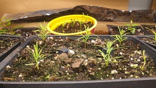 Growing Dawn Redwoods from seed like a BOSS part 1 [upl. by Enilav]