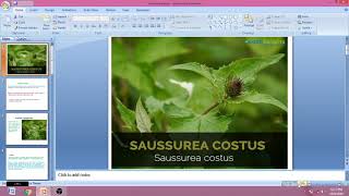 Saussurea costus [upl. by Jereld]