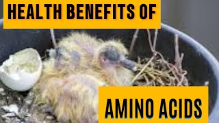 7 KEY AMINO ACIDS FOR RACING PIGEONS [upl. by Feinberg891]