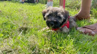 Welpenschule à la Martin Rütter Hundeprofi hat Ostbelgien im Visier [upl. by Liane]