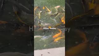 more fishes 🐟 animals nature fish koi koifish water chill sunday calm stl [upl. by Jordanson]