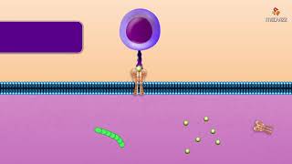 Cytotoxic T Cell  Microbiology and immunology Animations [upl. by Novikoff]