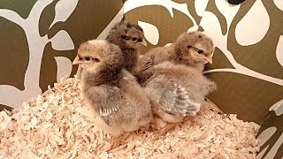 Newly Hatched AutoSexing Cream Legbar Chicks [upl. by Heymann]