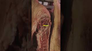 Sawney Bean Scotlands Cannibal Clan hauntedhistory scary fyp foryou spooky horrorstories [upl. by Eltsryk]