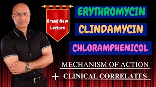 Clindamycin  Erythromycin  Chloramphenicol  MOA amp Clinical Correlations🩺 [upl. by Alekahs13]