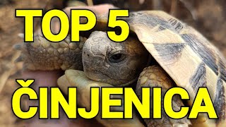 TOP 5 Činjenica o KORNJAČAMA kao kućnim ljubimcima  Ishranadrzanjehendlovanje [upl. by Naletak686]