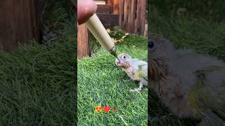 hand feeding parrot 🦜🐦🦜 baby ❤️😍😘🥰 birds budgiesparrotkikuchharuratmand ytchannel cocktailparrot [upl. by Foote]