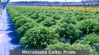 Microbiota Celtic Pride® Siberian Cypress  Tough VERY Hardy Beautiful Ground Covering Evergreen [upl. by Taft245]