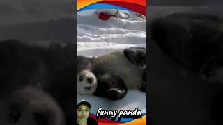 funny panda funny cute panda [upl. by Sayre328]