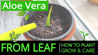 How to Plant amp Grow Aloe Vera at Home from Leaf Planting amp Caring Aloe Vera in a Pot [upl. by Rollins146]