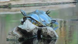 Yellow bellied slider turtle of Santa Fe River Florida [upl. by Skyla]