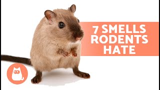 7 SMELLS That MICE and RATS HATE 🐀❌ They Cant Stand Them [upl. by Atiken]