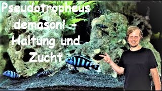 Pseudotropheus demasoni  Haltung und Zucht eines kleinen Farbwunders [upl. by Zindman]